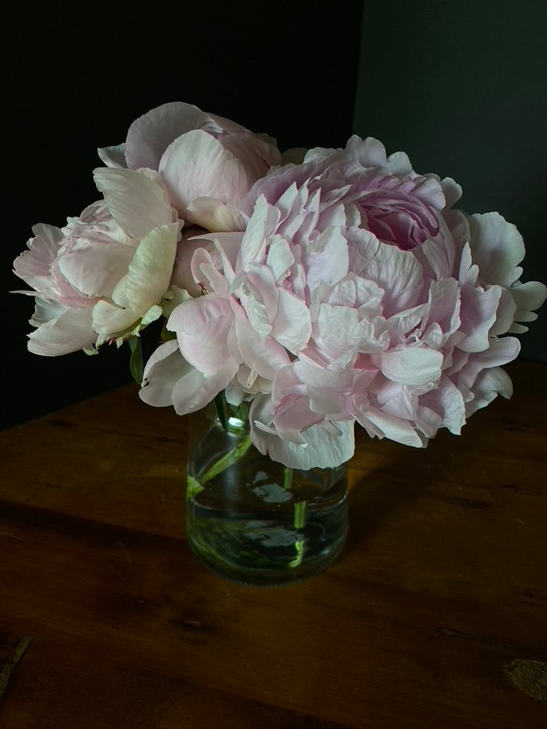 Peony Flower Subscription (4 weeks, 4 deliveries)